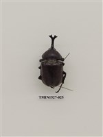 藏品(獨角仙)的圖片